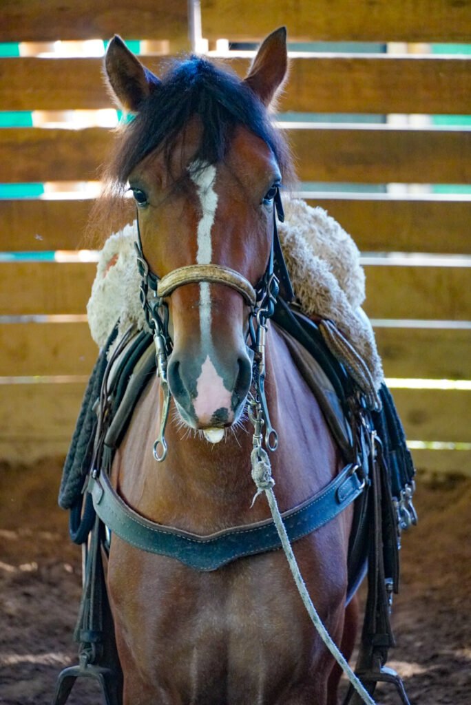 Disfruta y aprende a conocer a nuestros caballos galardonados