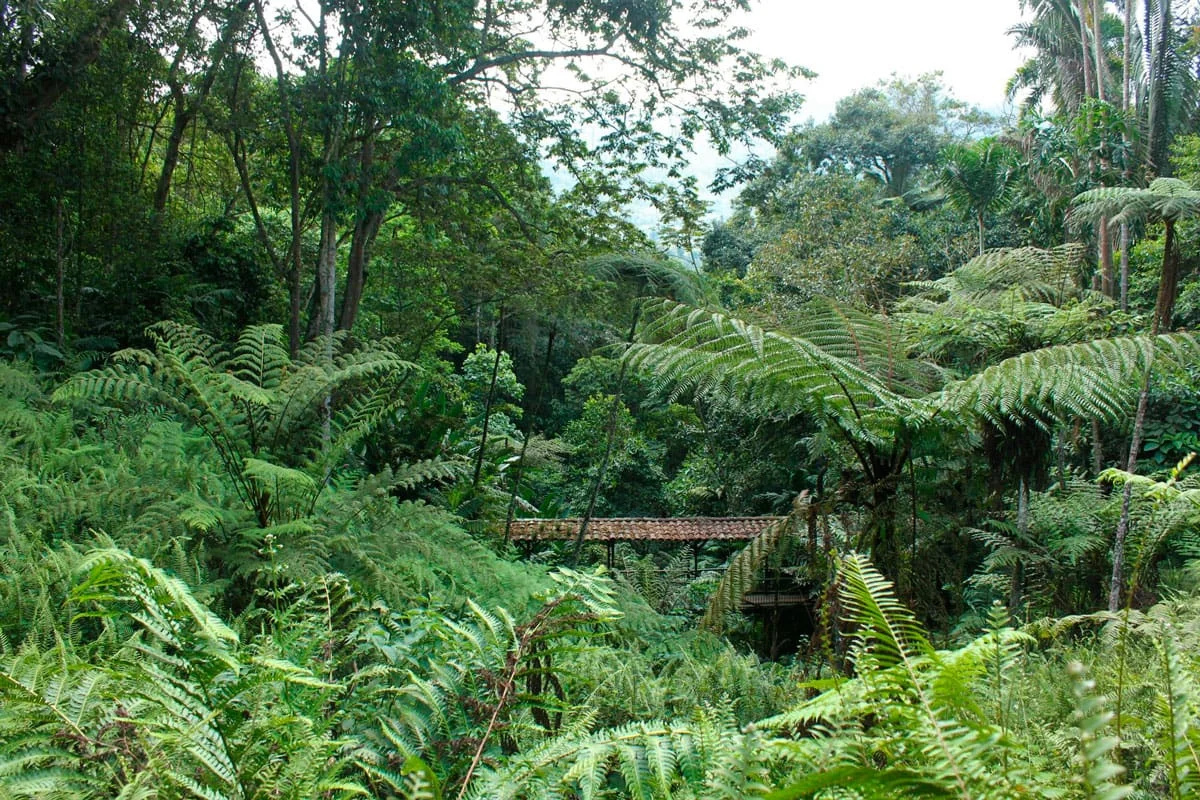 helechos-dentro-del-jardin-botanico-del-quindio-p