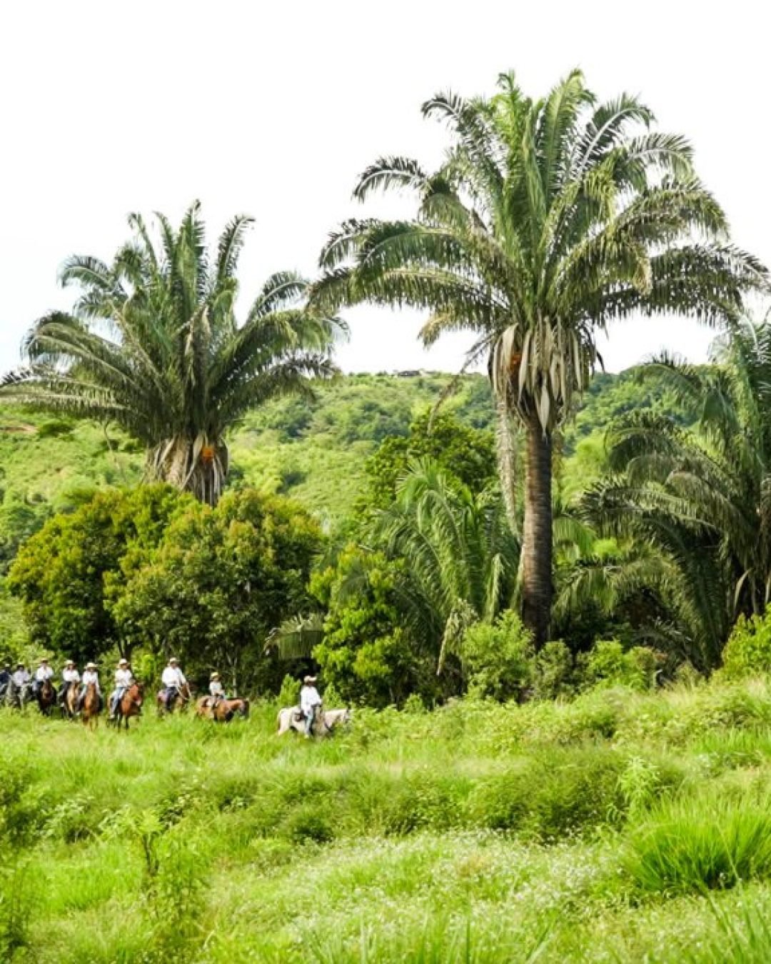 Palmas-cabalgata-1-1280x720