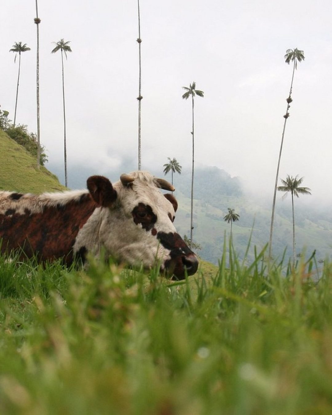 vaca-en-el-bosque-del